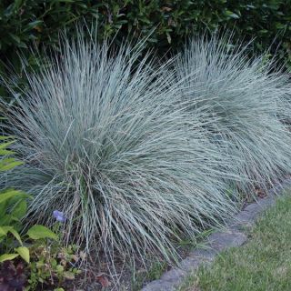 Blue Sapphire Oat Grass Thumbnail